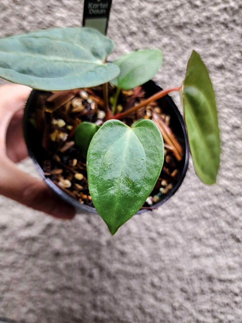 Anthurium Red Dress (Dressleri x Red Spider)