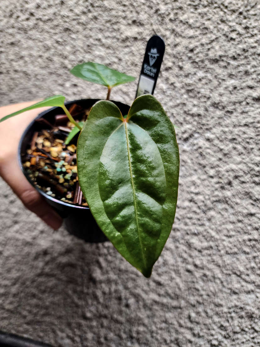 Anthurium Red Dress (Dressleri x Red Spider)