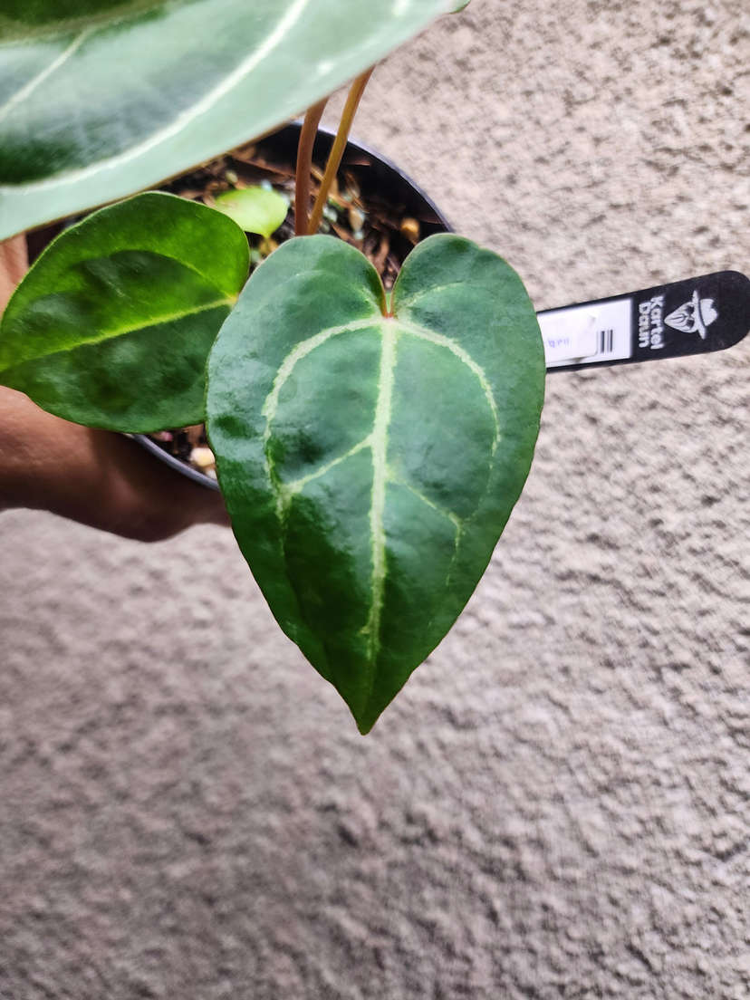 Anthurium Bigfoot x Dresslerii