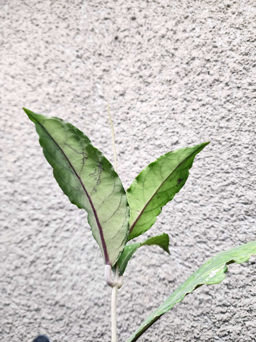 Hoya sp. Aceh 'Triangle'
