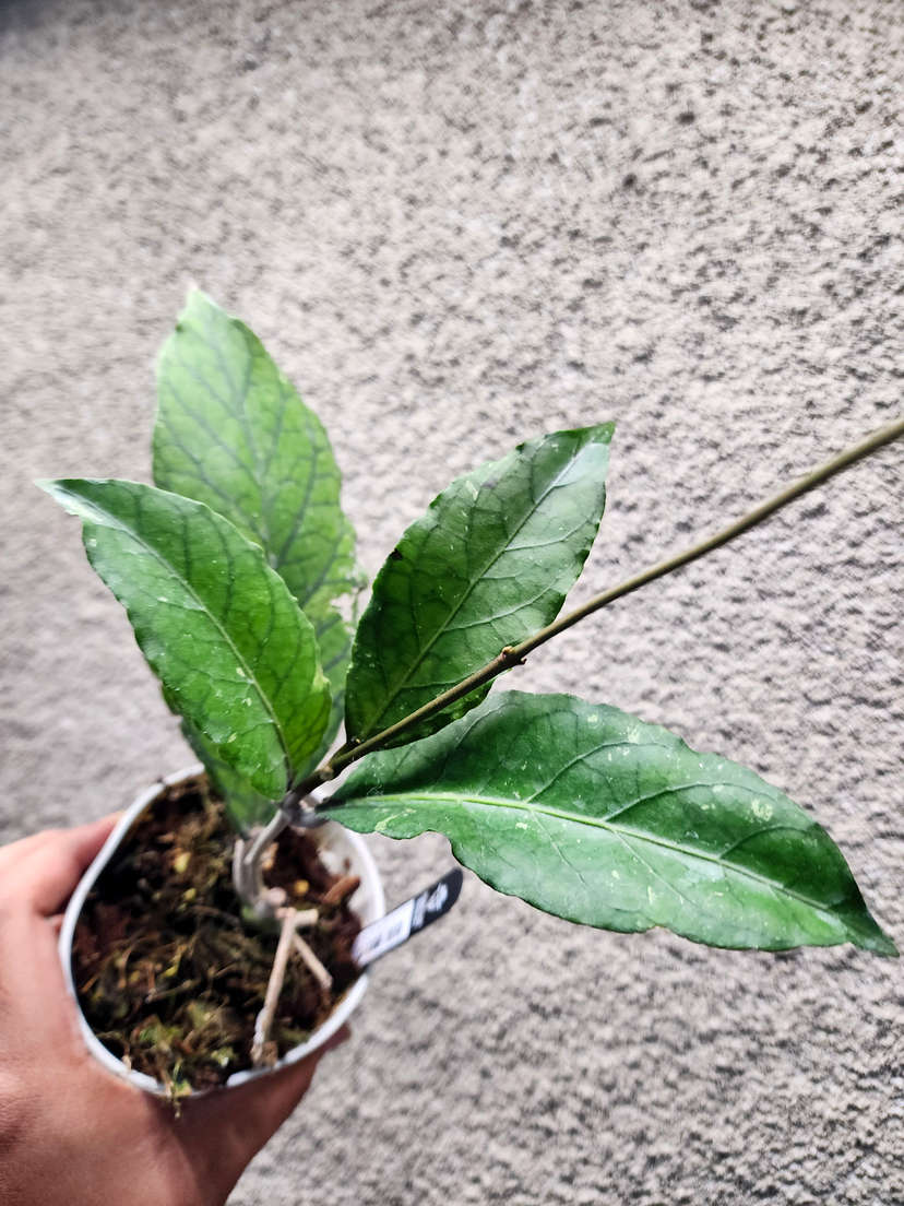 Hoya sp. Aceh 'Triangle'