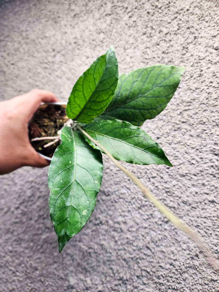 Hoya sp. Aceh 'Triangle'