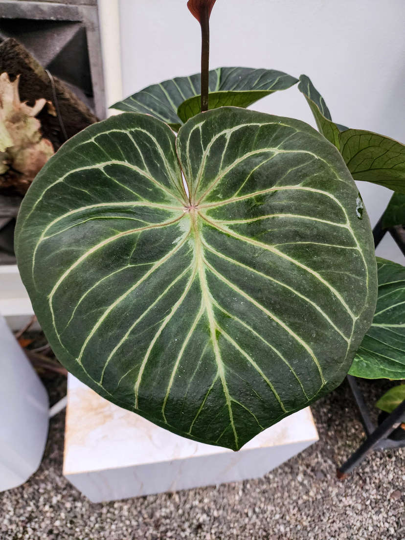 Anthurium HU/King of Spades