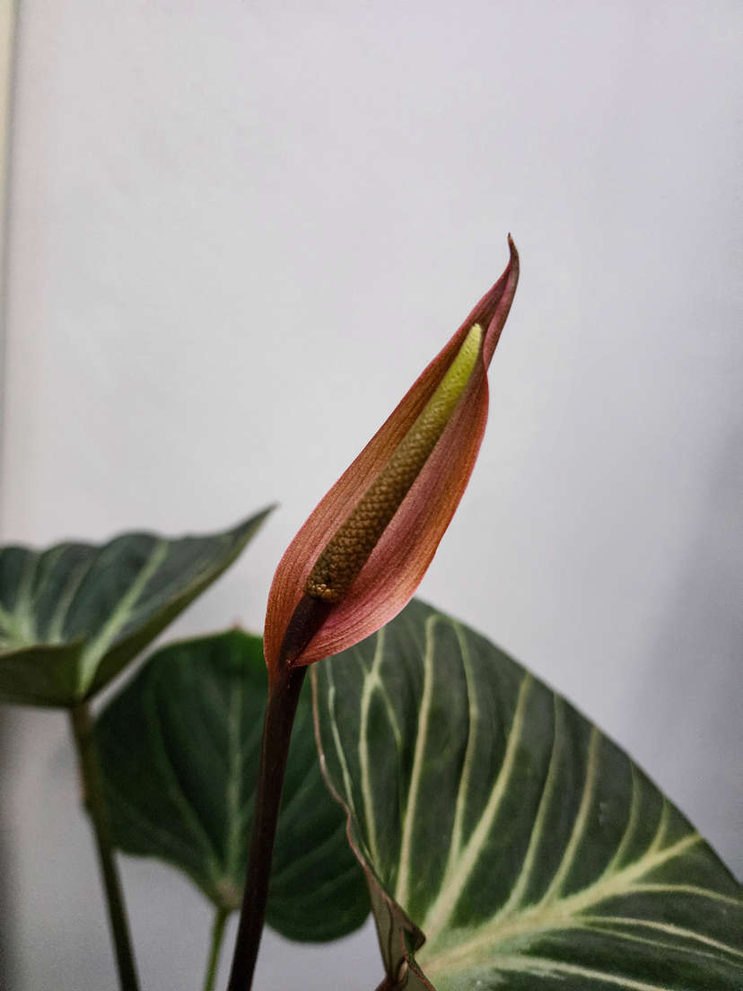 Anthurium HU/King of Spades