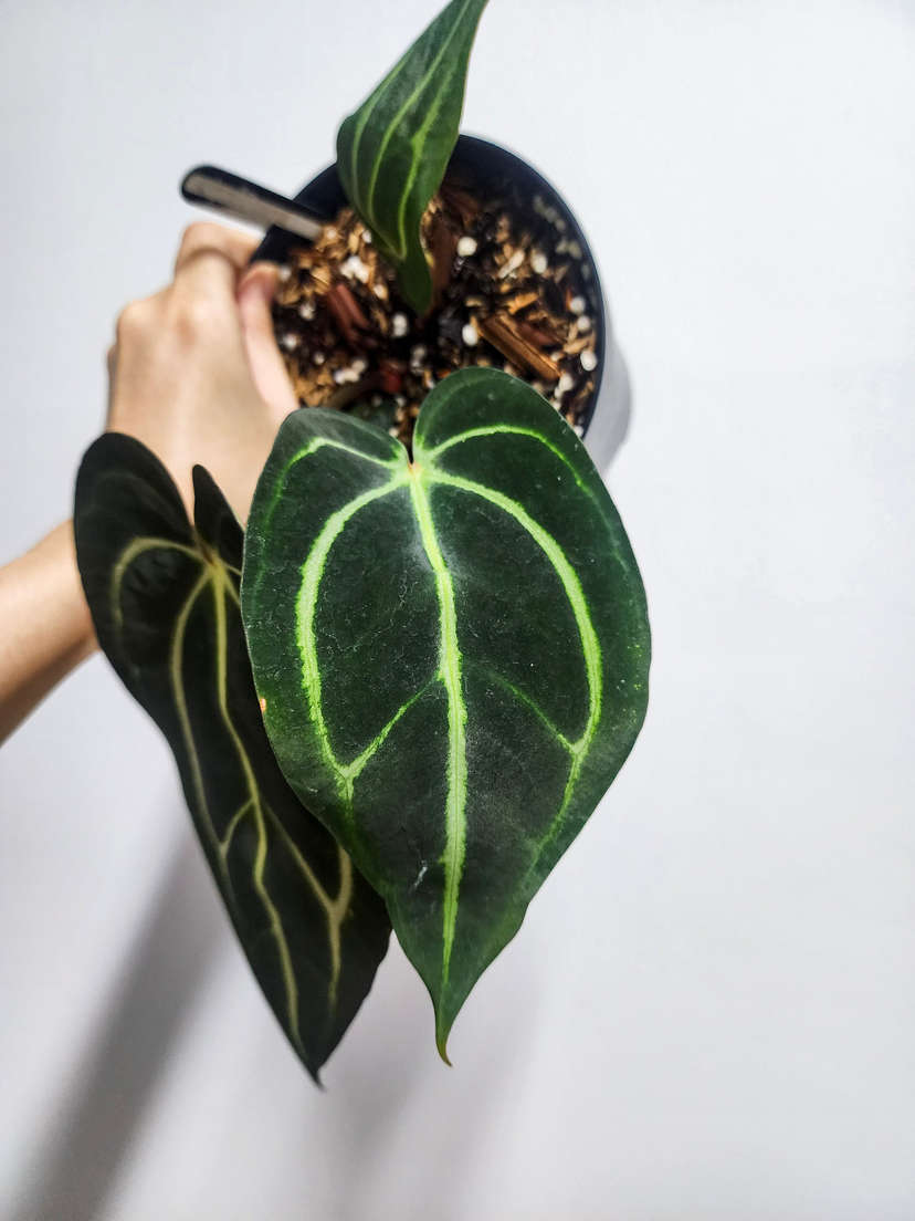 Anthurium Carlablackiae x Self