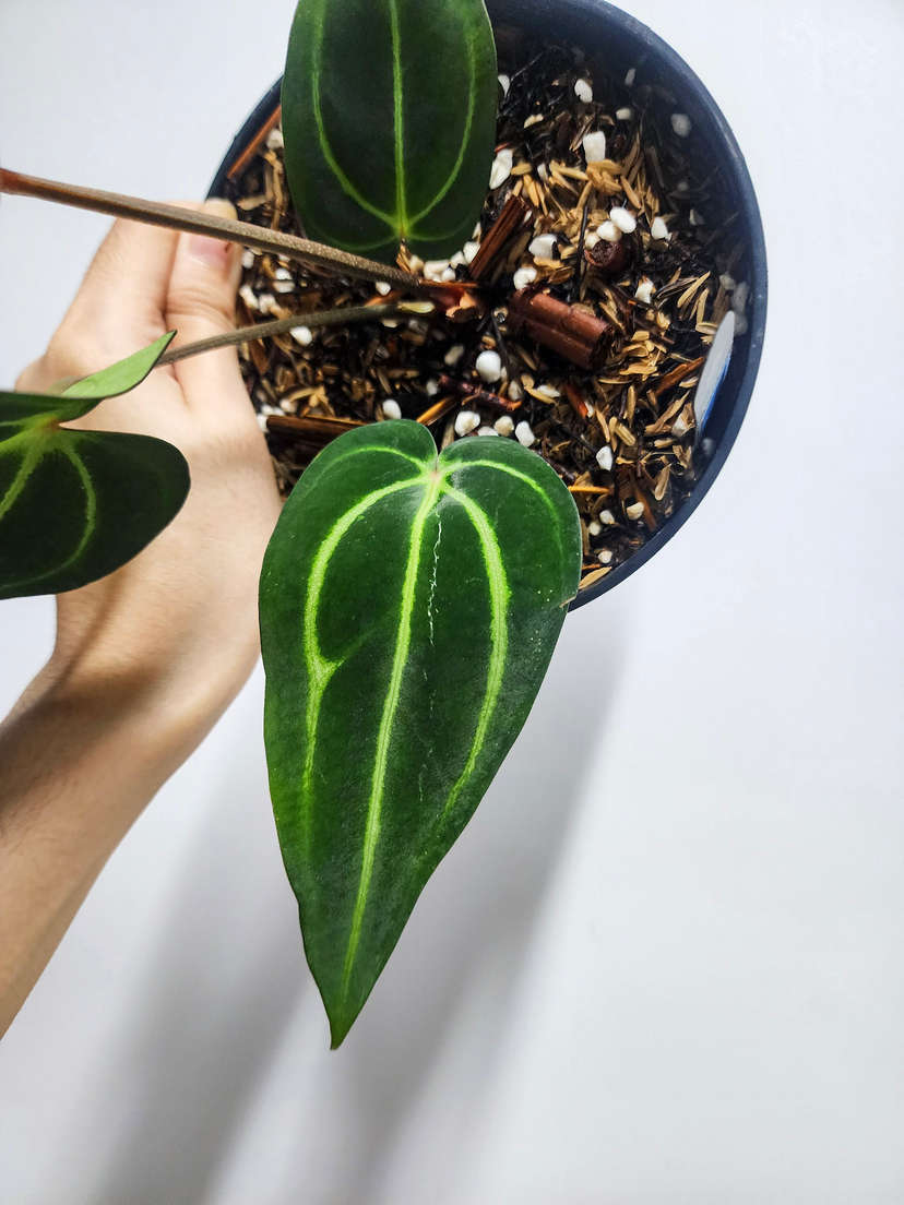 Anthurium Carlablackiae x Self