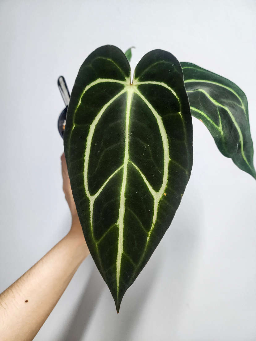 Anthurium Carlablackiae x Self