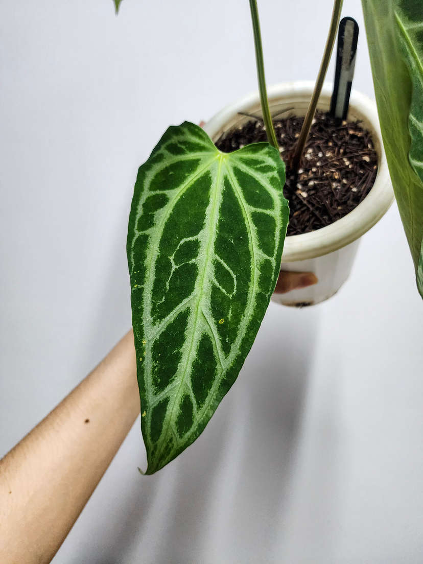 Anthurium Crystallinum FTG x Self