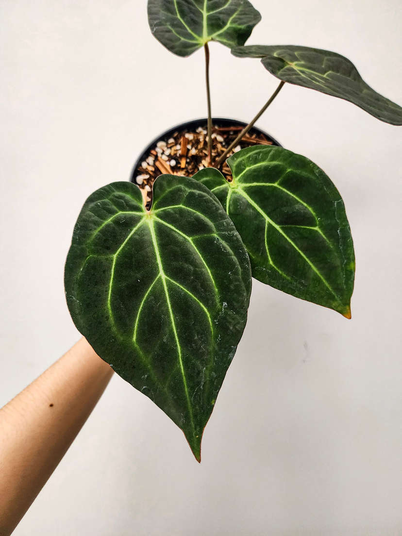 Anthurium Chocolate Crystallinum x Carlablackiae
