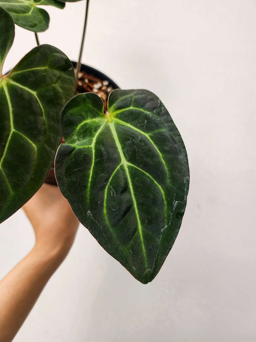 Anthurium Chocolate Crystallinum x Carlablackiae