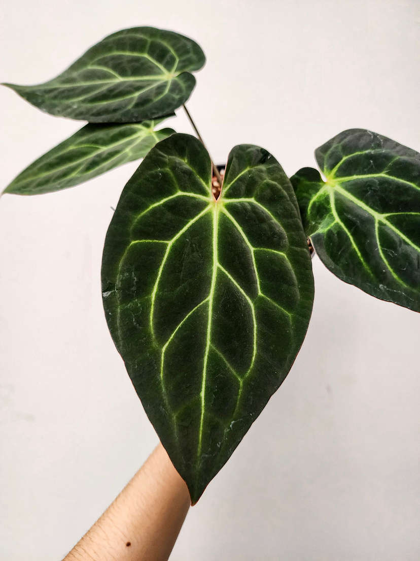 Anthurium Chocolate Crystallinum x Carlablackiae
