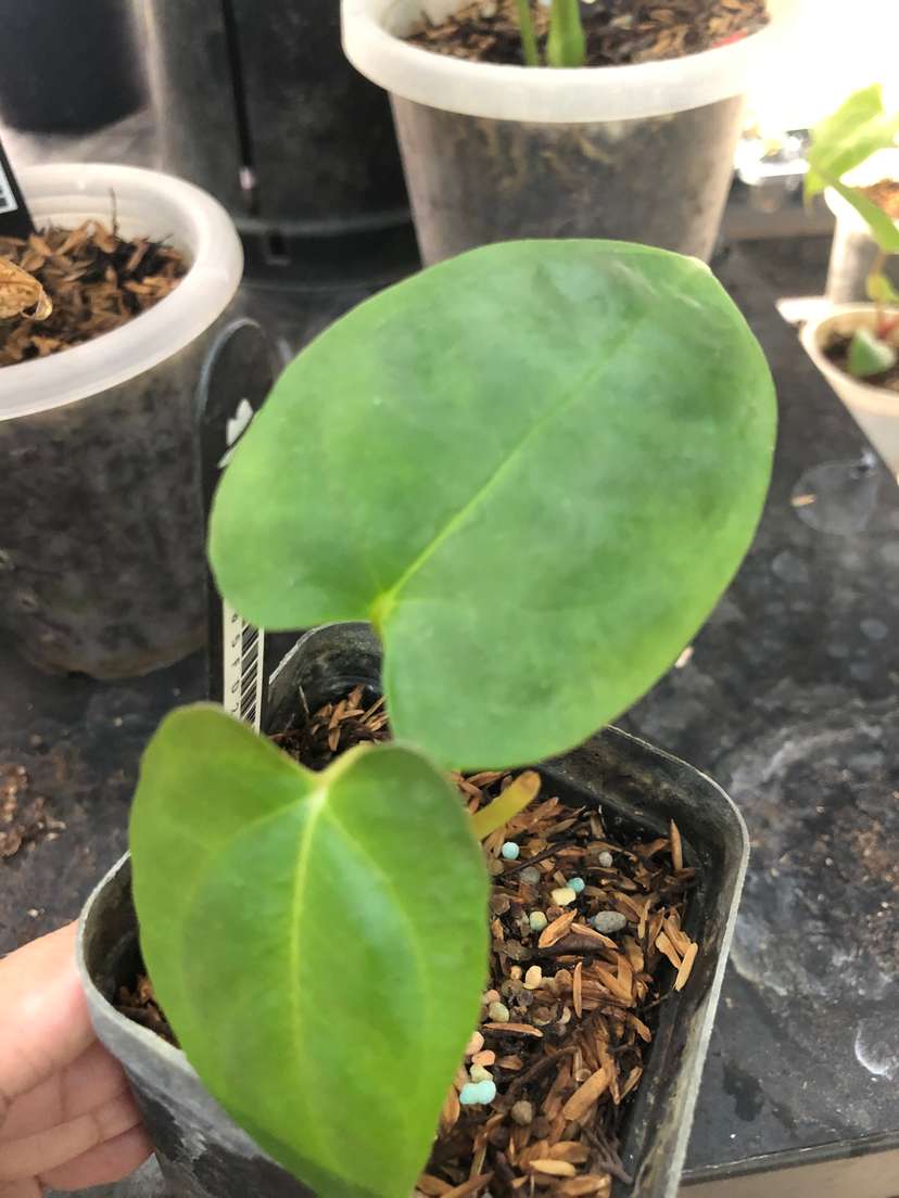 Anthurium HU Dorayaki x Self
