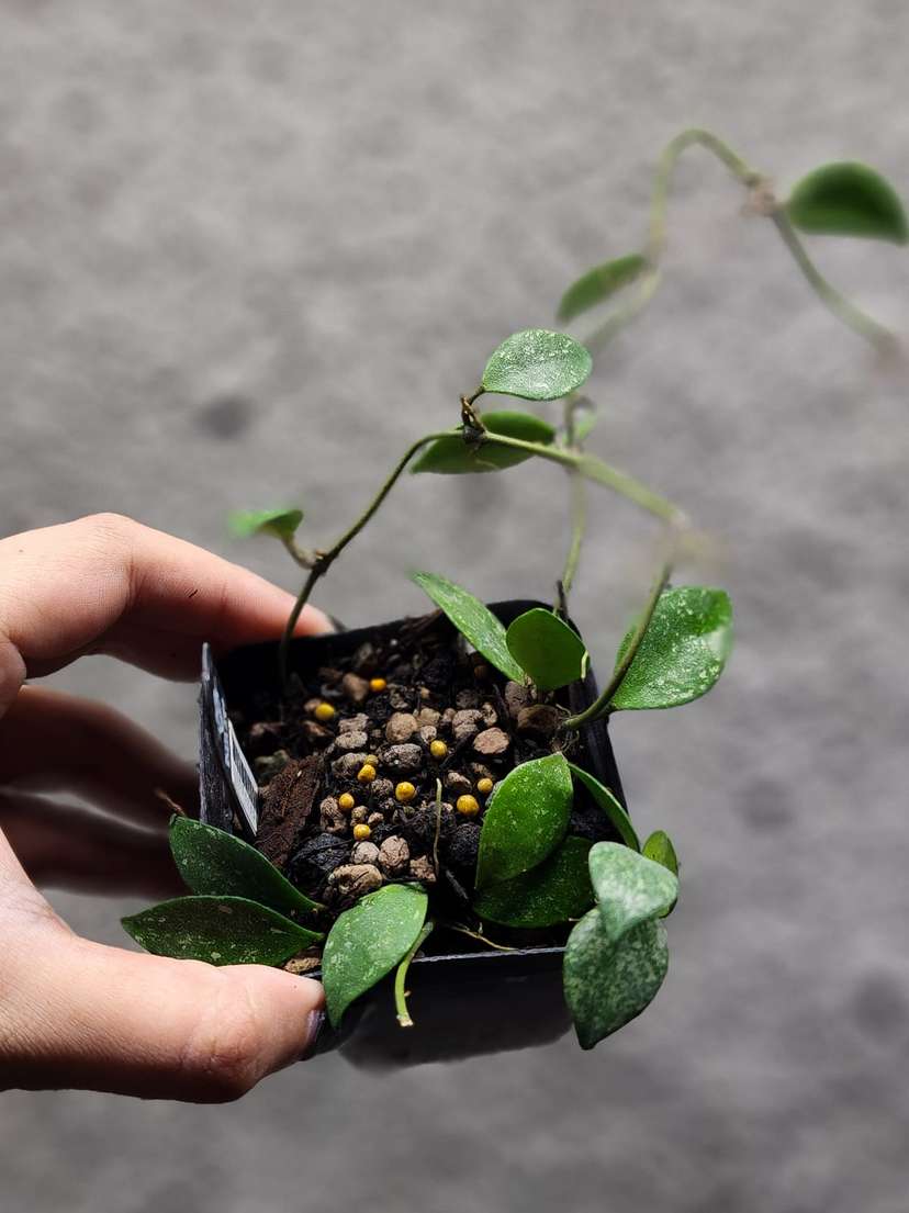Hoya Sp. Cianjur Splash