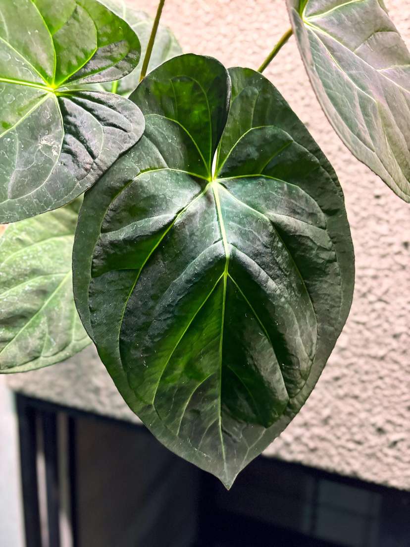 Anthurium Dark Phoenix x Self