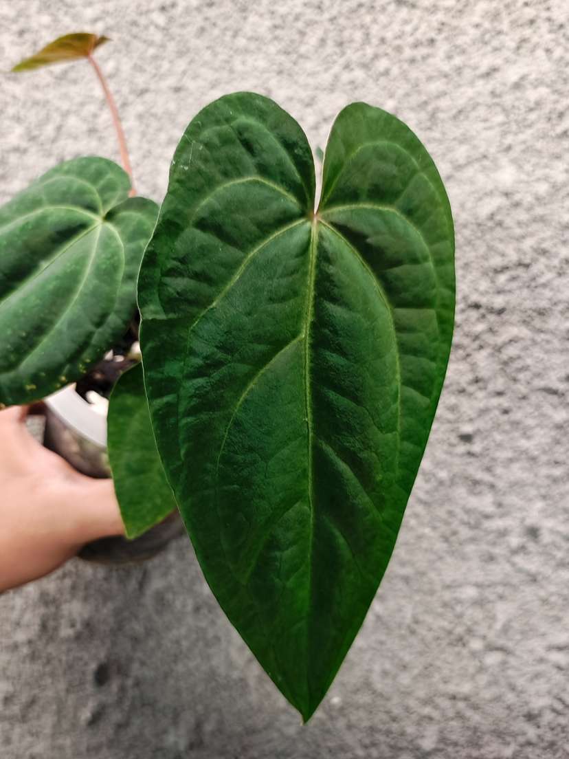 Anthurium (Zara x Michelle) x Red Vein Dark Phoenix
