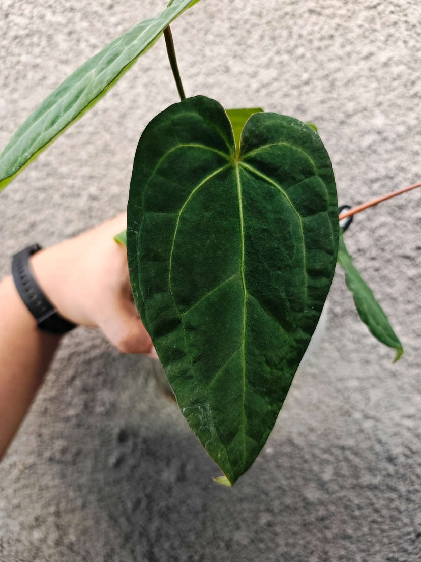 Anthurium (Zara x Michelle) x Red Vein Dark Phoenix