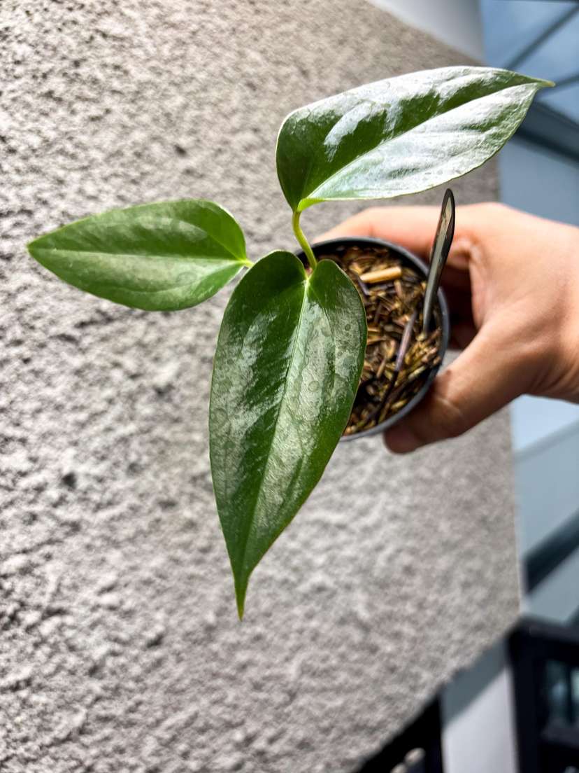Anthurium Indo Portillae Dark Form x Self