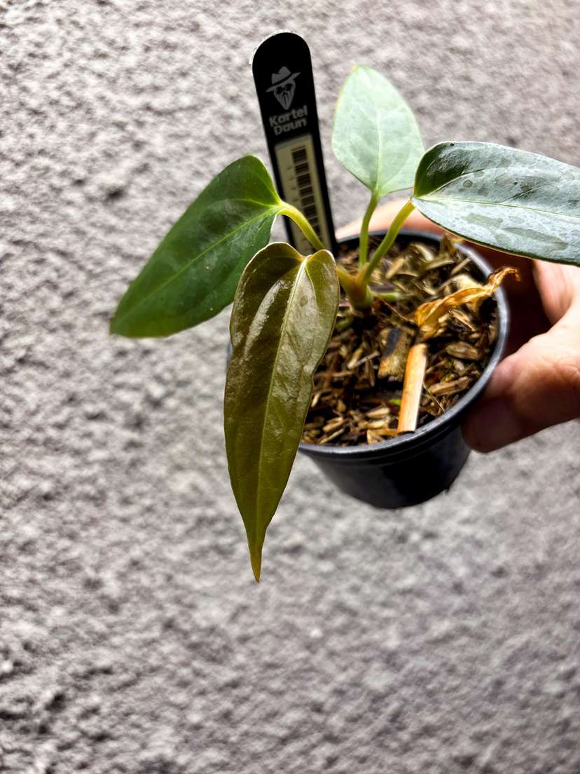 Anthurium Indo Portillae Dark Form x Self