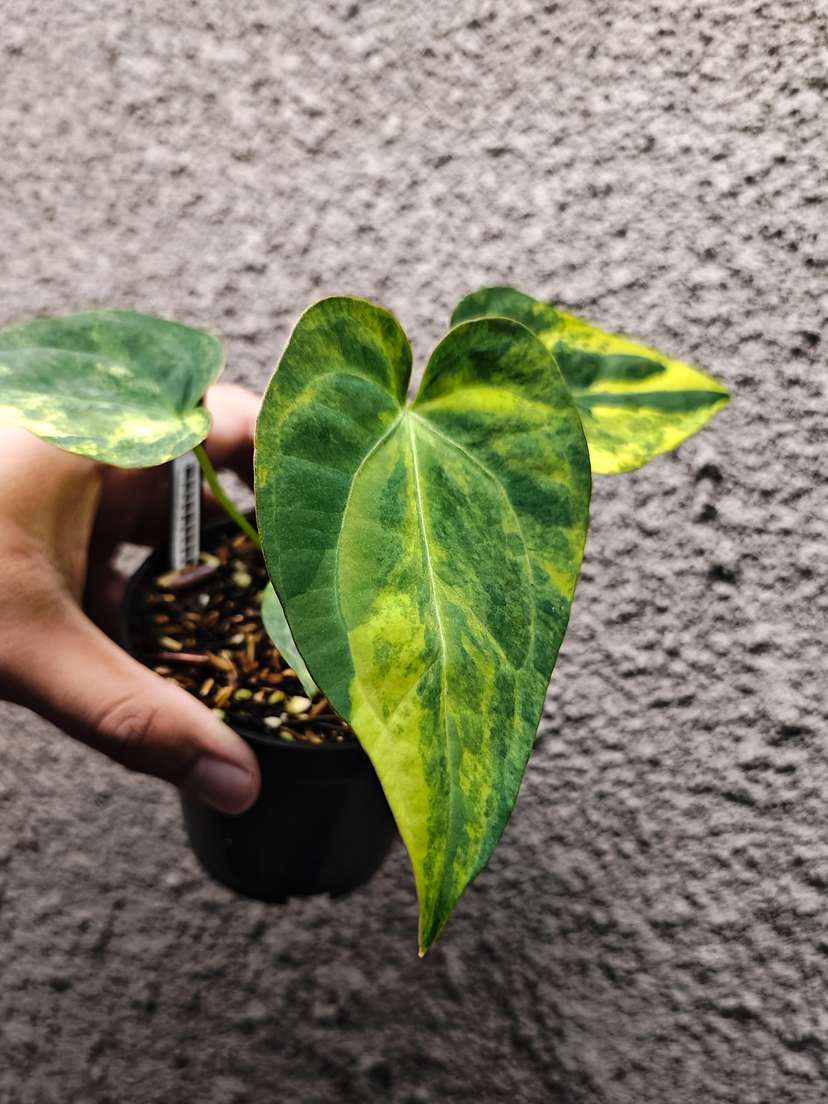 Anthurium Variegated Magnificum x HU/King of Spades