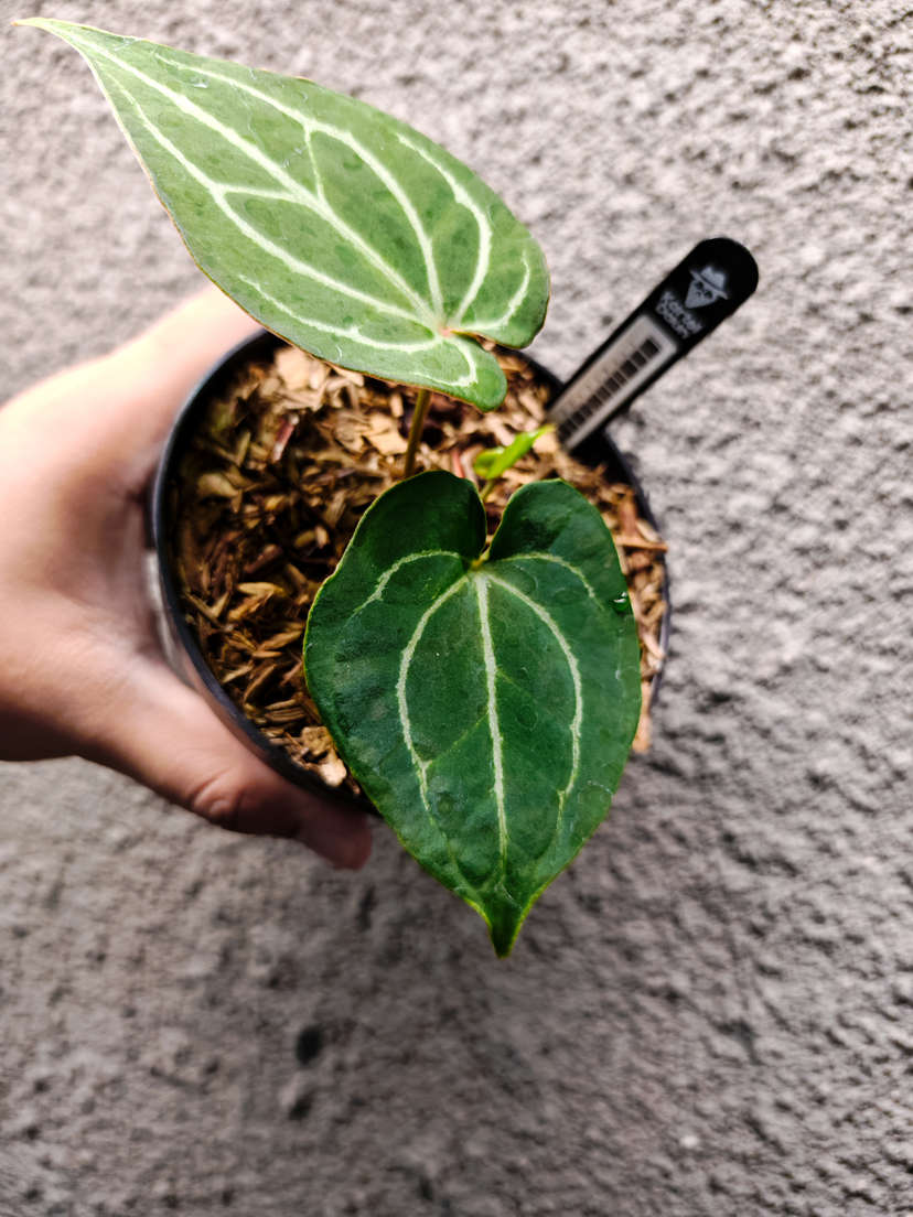 Anthurium HU/King of Spades Spidery Veins