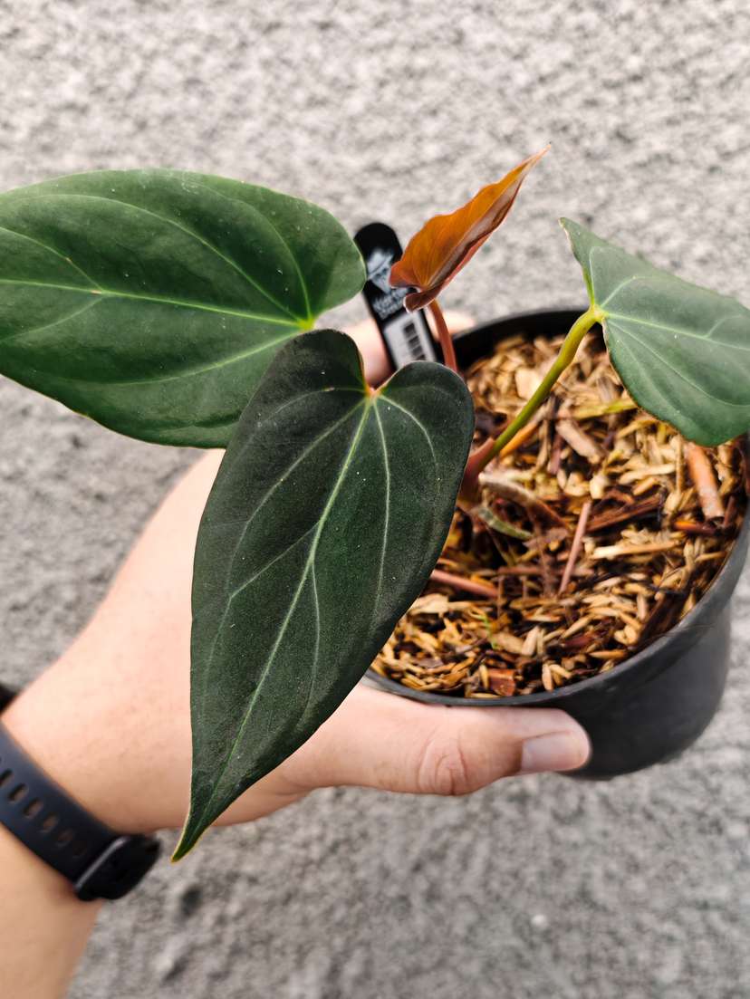 Anthurium HU/King of Spades x Papillilaminum