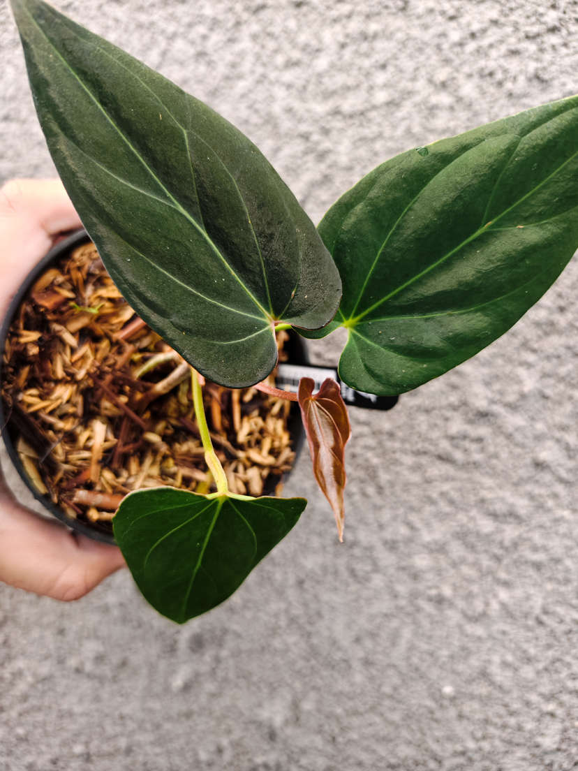 Anthurium HU/King of Spades x Papillilaminum