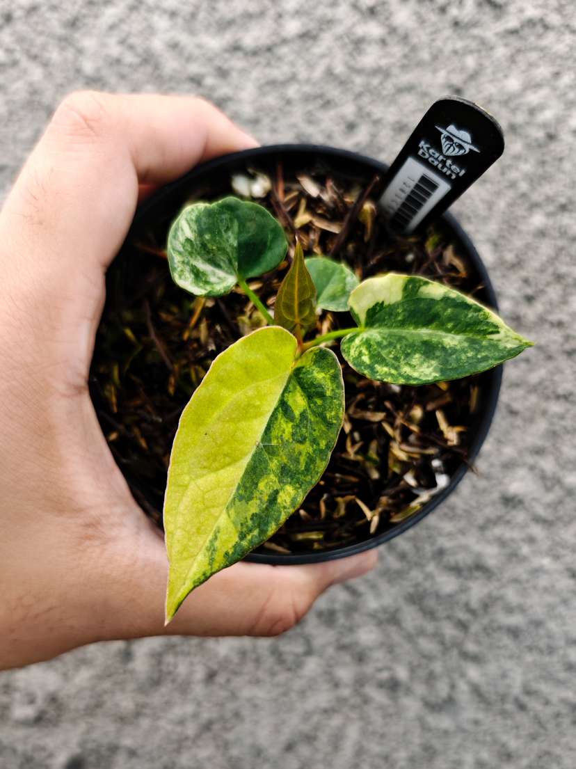 Anthurium Variegated Magnificum x HU/King of Spades