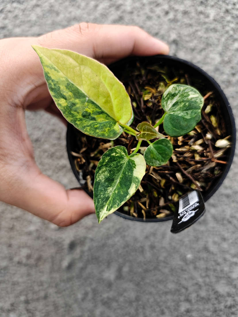 Anthurium Variegated Magnificum x HU/King of Spades
