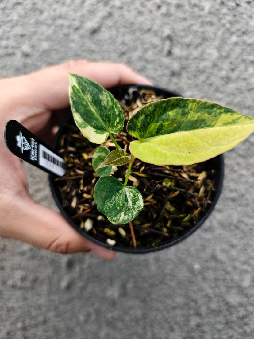 Anthurium Variegated Magnificum x HU/King of Spades