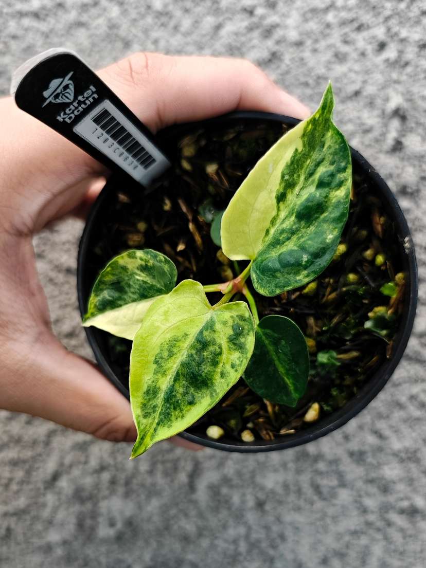 Anthurium Variegated Magnificum x HU/King of Spades