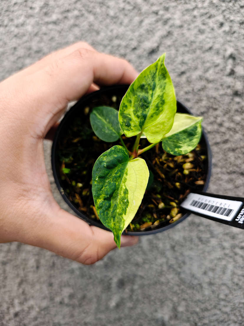 Anthurium Variegated Magnificum x HU/King of Spades