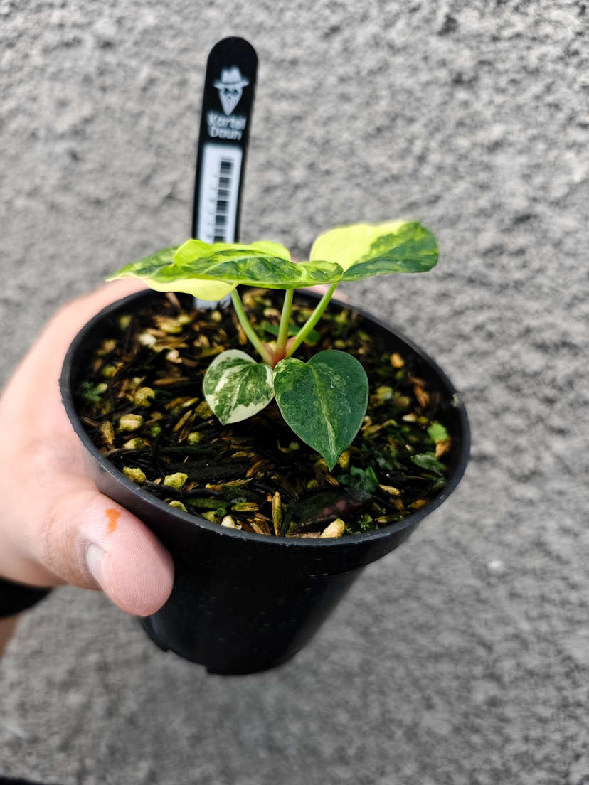 Anthurium Variegated Magnificum x HU/King of Spades