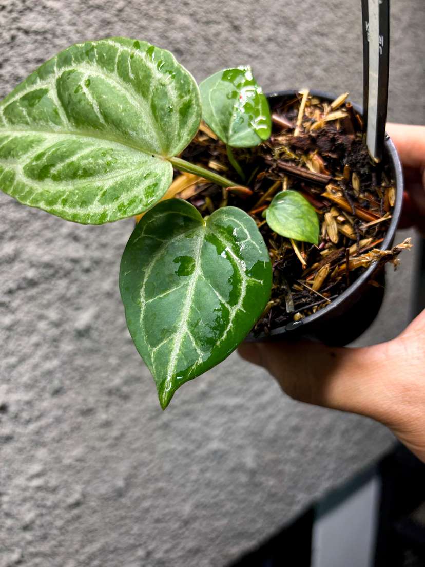 Anthurium Silver Blush Wide Sinus x Michelle