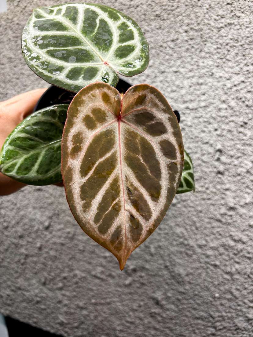 Anthurium Silver Blush Wide Sinus x Michelle