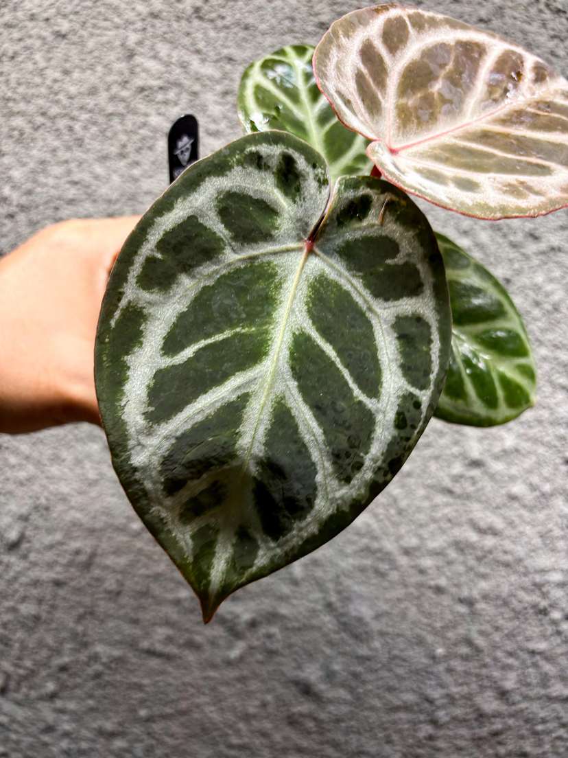 Anthurium Silver Blush Wide Sinus x Michelle