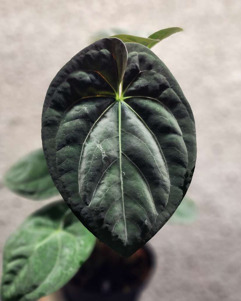 Anthurium Dark Phoenix x Self
