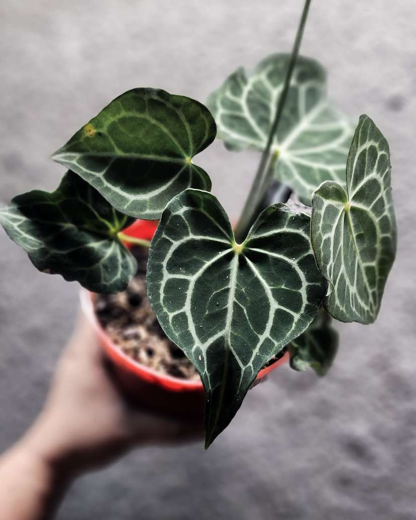 Anthurium Clarinervium Tiger