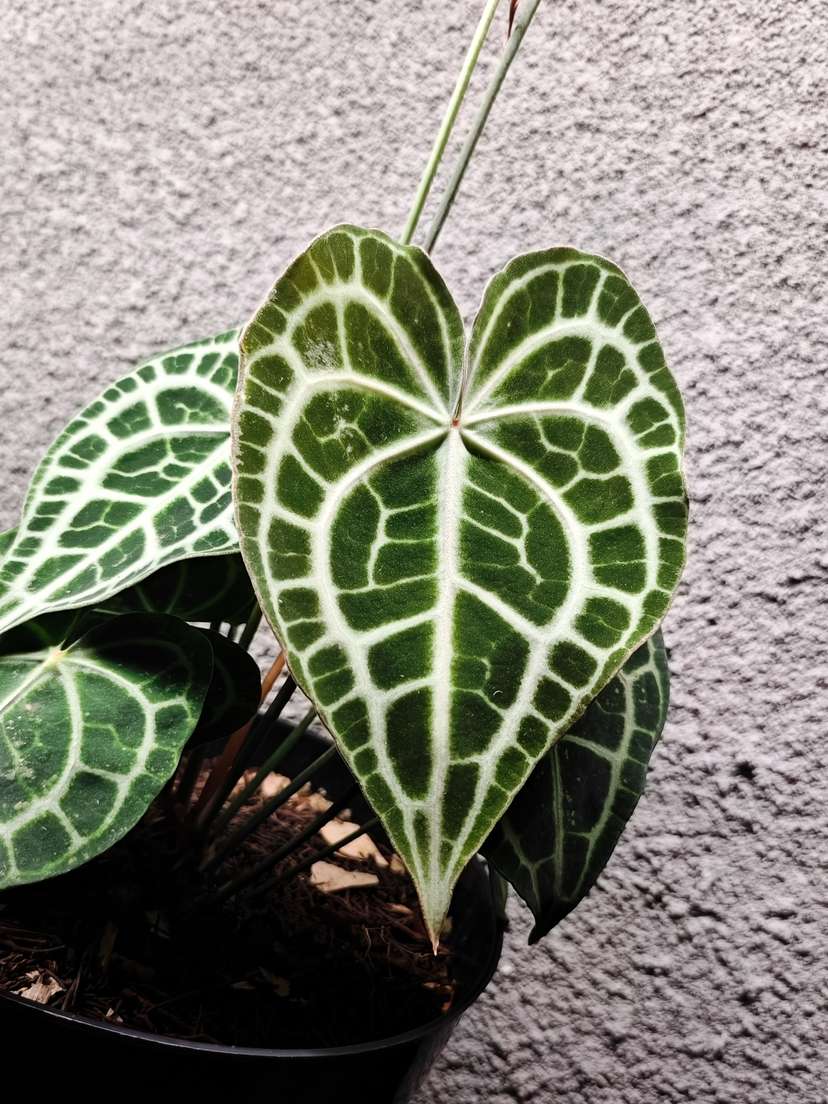Anthurium Queen Clarinervium Clone