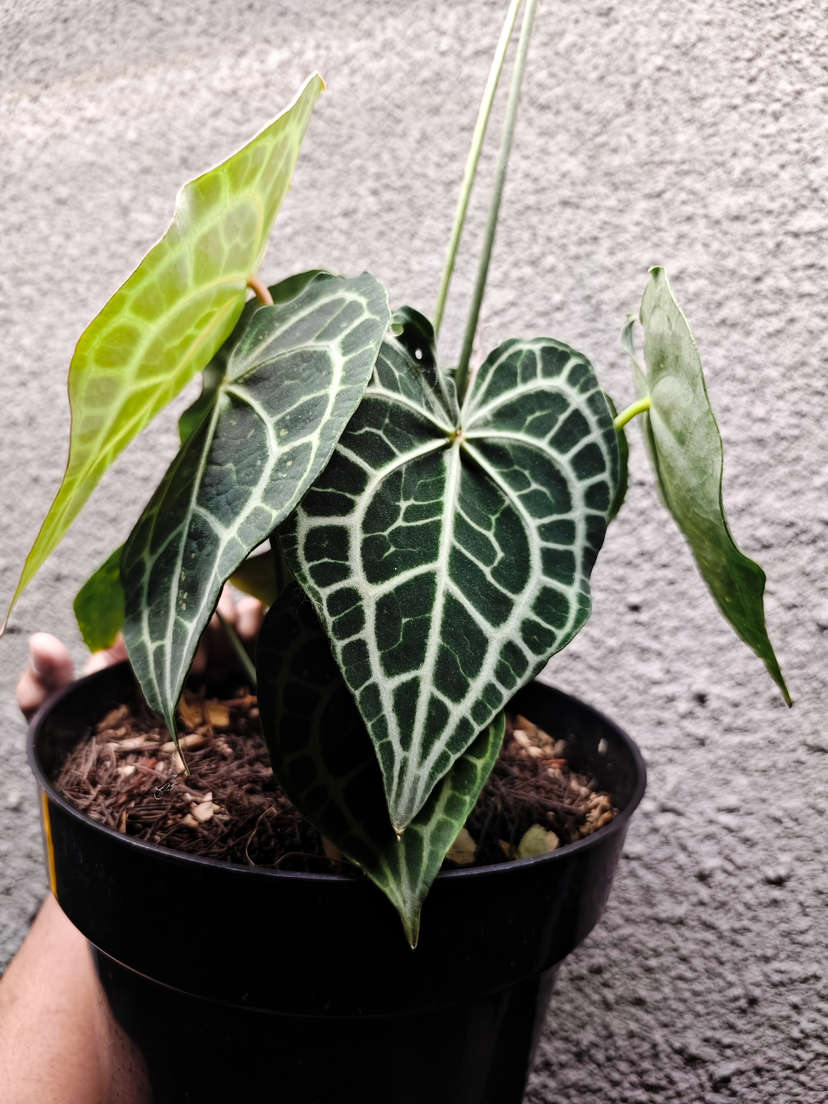 Anthurium Queen Clarinervium Clone