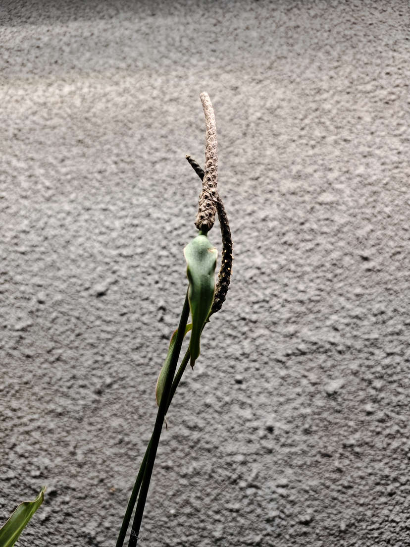 Anthurium Queen Clarinervium Clone
