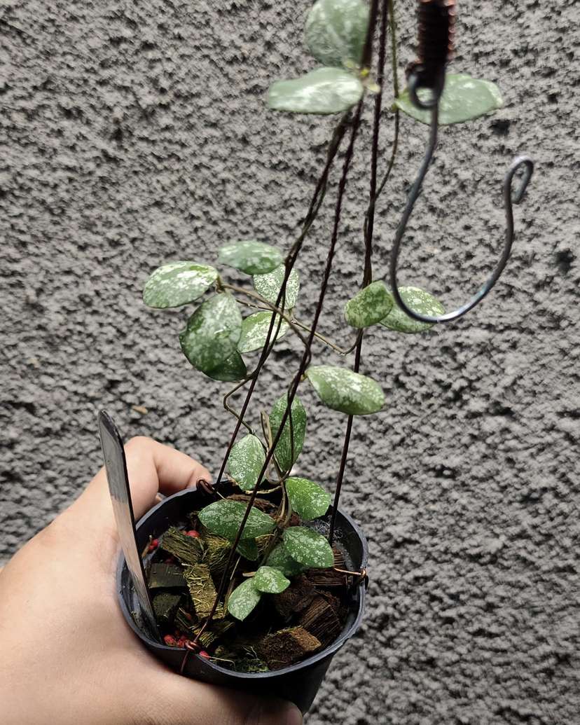 Hoya Aff Puberula High Splash