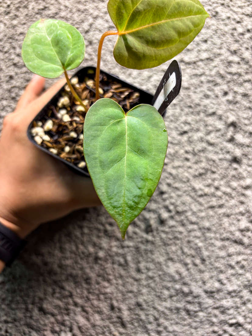 Anthurium Papillilaminum X-One x Self