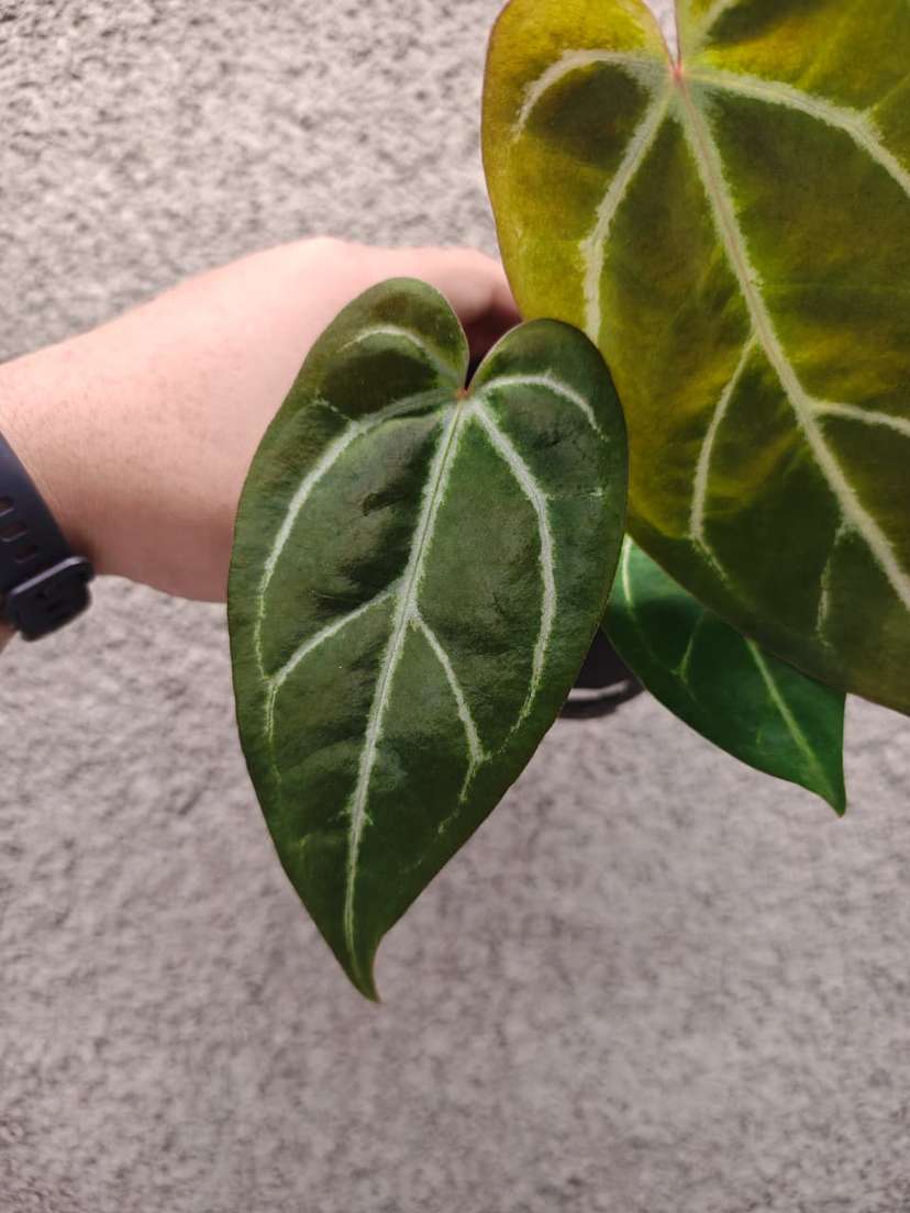 Anthurium Minahasa x Bigfoot