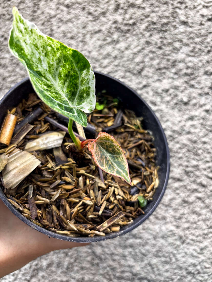 Anthurium Variegated Crystallinum 'Platinum'