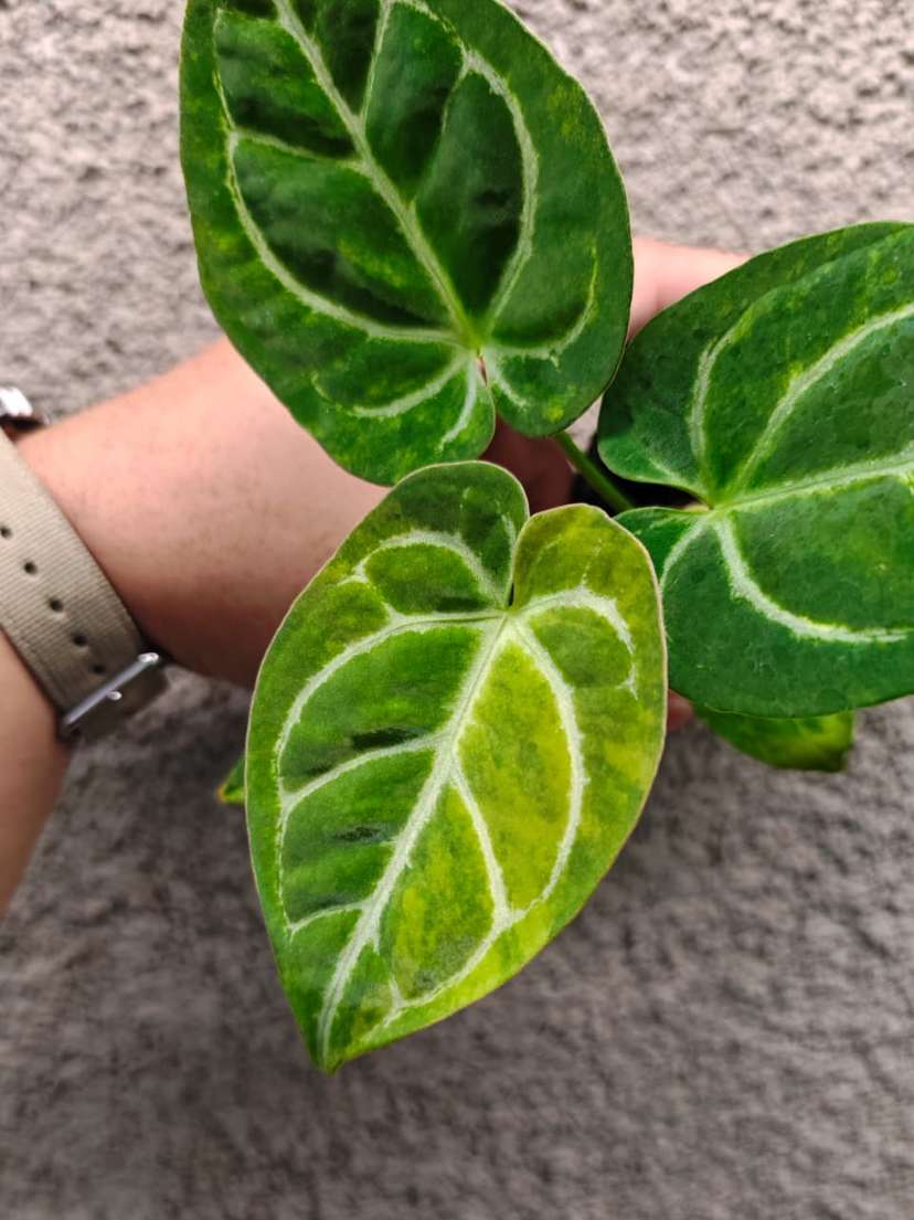 Anthurium Variegated Magnificum x Michelle