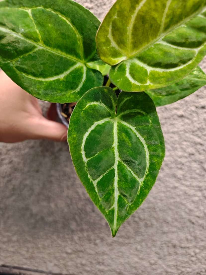 Anthurium Variegated Magnificum x Michelle