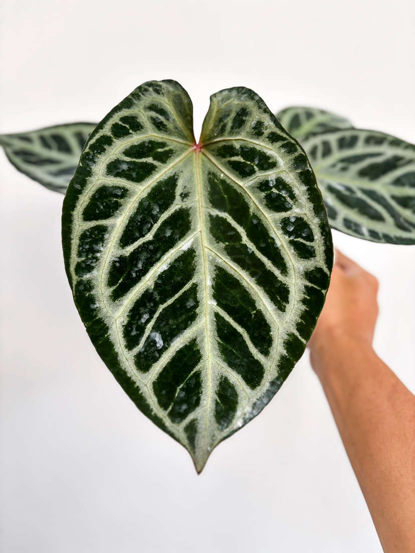 Anthurium HU/King of Spades x SKG 'Silver'