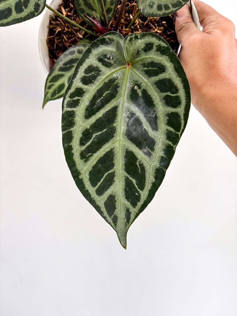 Anthurium HU/King of Spades x SKG 'Silver'