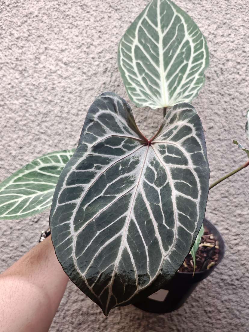 Anthurium HURC Wide Sinus