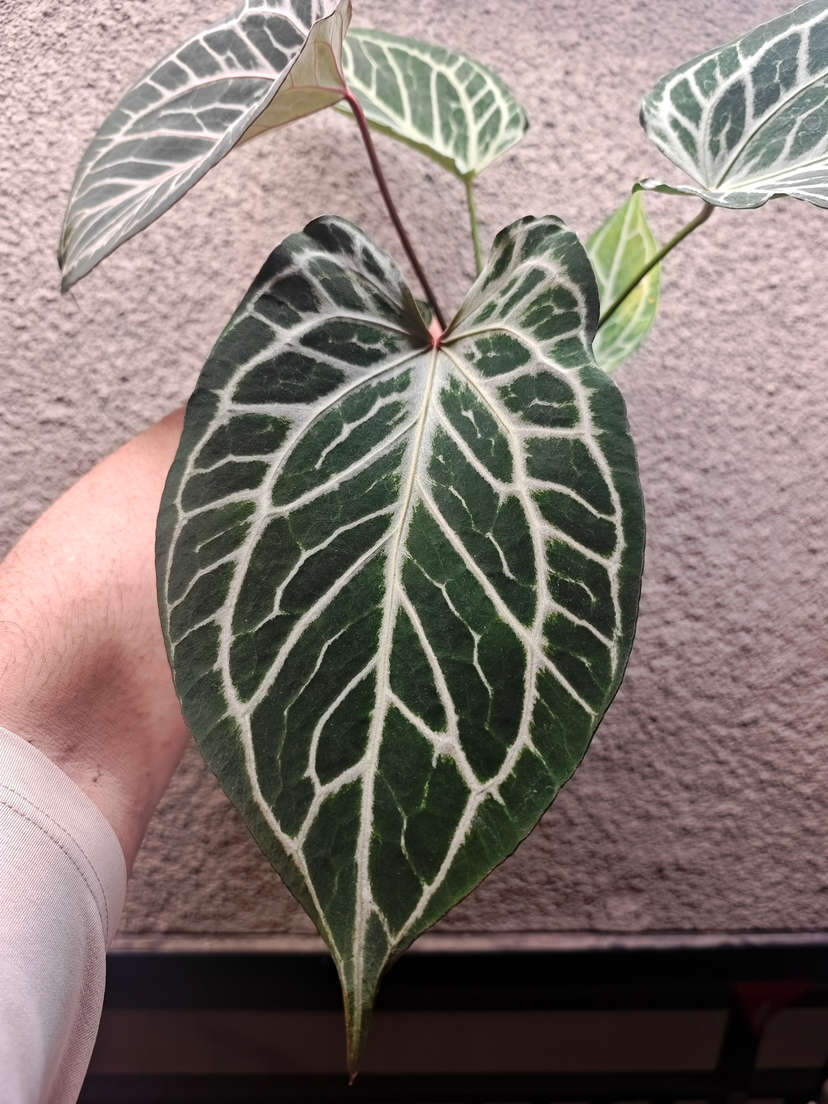 Anthurium HURC Wide Sinus
